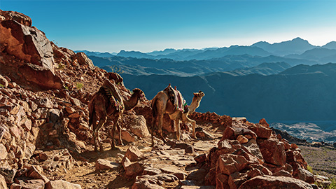 Camel trekkers in the mountains.